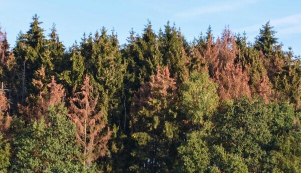 Une photo de forêt voisine du Cottage Christine qui sert de base de départ aux nombreuses balades dans les environs